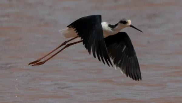 Раскринкана лаж стара 50 година: Наука опрала љагу са имена аутохтоних Хавајаца