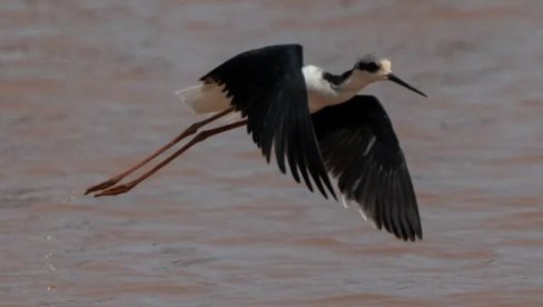 Раскринкана лаж стара 50 година: Наука опрала љагу са имена аутохтоних Хавајаца