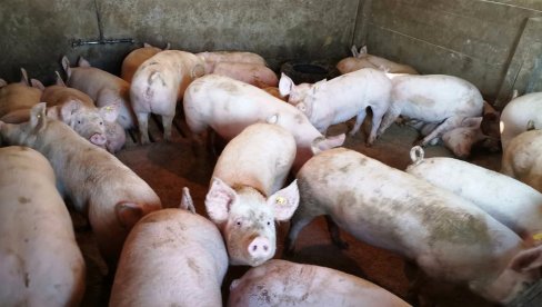 Због афричке куге: У три јагодинска села еутаназирано око 35 свиња и прасића, затворена сточна пијаца
