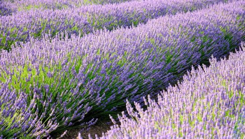 Sadite lavandu? Treba samo da pratite jednostavno pravilo