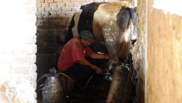 Конкурс Управе за аграрна плаћања: Премије за млеко