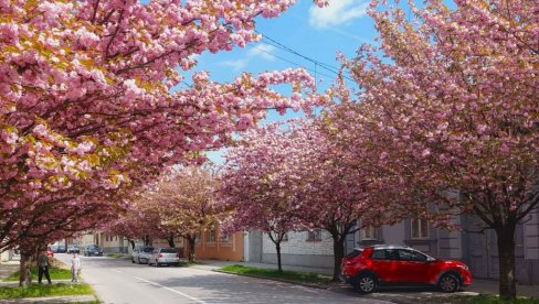 Sakura u Vršcu: Kakva lepota - Drvoredi japanske trešnje krase najuži centar grada (FOTO)