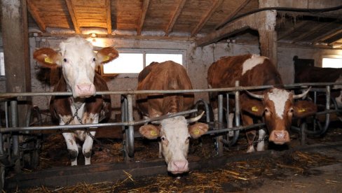 Расписан конкурс за подстицаје за квалитетна приплодна грла: За краве дојиље по 55.000 динара