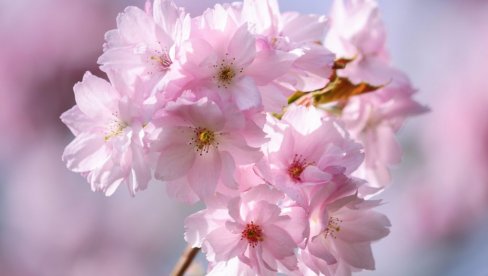 Унајмила је баштована на два сата: Заледила се када јој је испоставио рачун