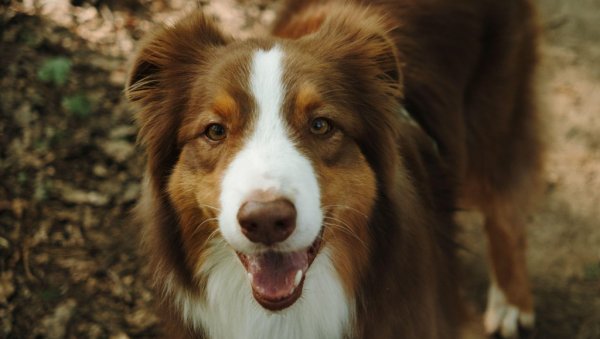 Овај град за љубимце исплаћује до 75 евра: Ево које услове треба испунити да би добили субвенцију