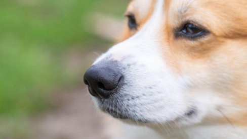 Зашто пси у пролеће чешће повраћају? Када се треба обавезно јавити ветеринару