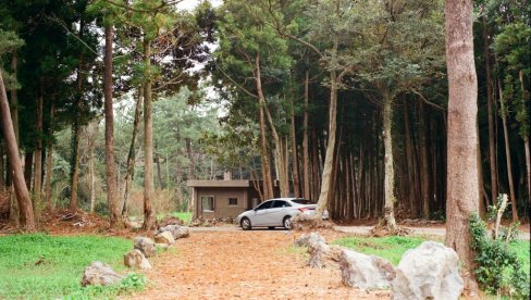 Посебно у пролеће: Ево зашто никада не треба паркирати испод дрвета