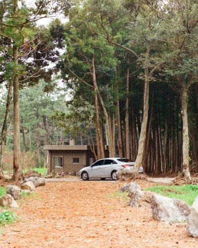 Посебно у пролеће: Ево зашто никада не треба паркирати испод дрвета