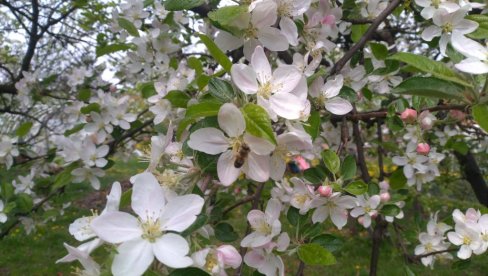 Voćnjaci obećavaju bogatu berbu: Vremenske prilike ovog proleća idu naruku proizvođačima