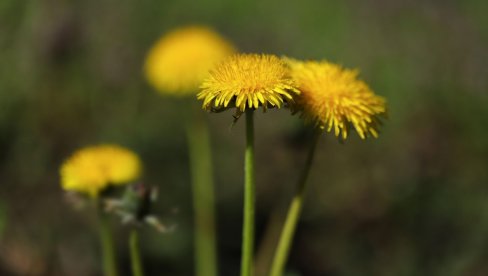 Не косите траву у воћњацима: Ево зашто то није пожељна радња