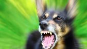 Спасиће вам живот: Ако вас нападне пас, изговорите само ову реч!