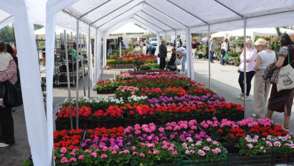 Дах пролећа крај Ибра: Минулог викенда у Краљеву одржан први Сајам цвећа (ФОТО)