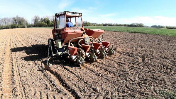 Папрена сетва у Семберији: Повољни услови за наставак пролећног сејања кукуруза и биља