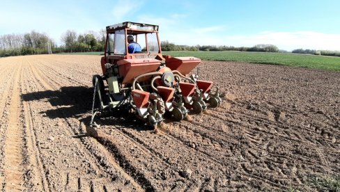 Папрена сетва у Семберији: Повољни услови за наставак пролећног сејања кукуруза и биља