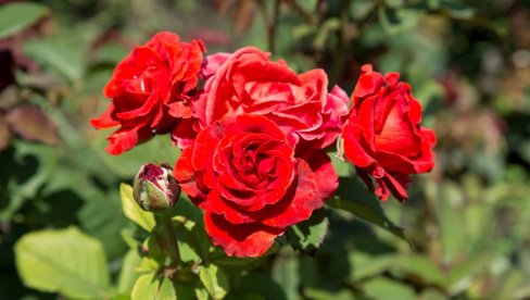 Биљке које никако не треба садити уз руже: Могу потпуно да их униште