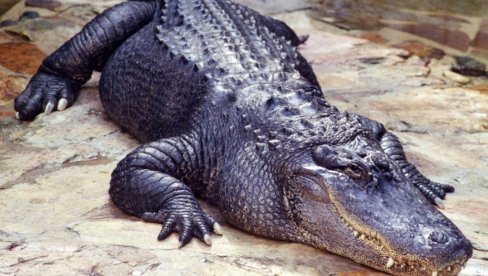 Krokodil ušao u hotel u Zimbabveu u potrazi za hranom