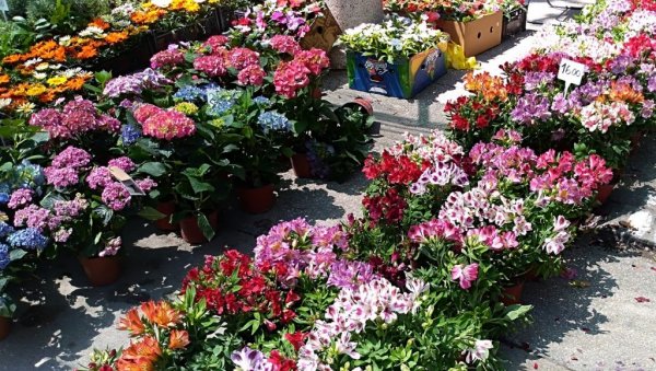 Дани цвећа и меда: Манифестација у недељу у Кусићу, а у понедељак у Великом Градишту