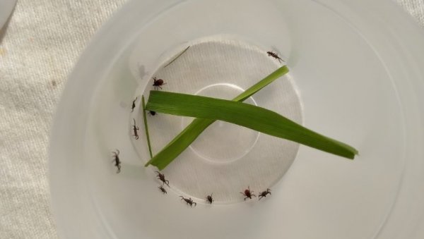 „Чистоћа“ сутра започиње пролећну акцију сузбијања крпеља