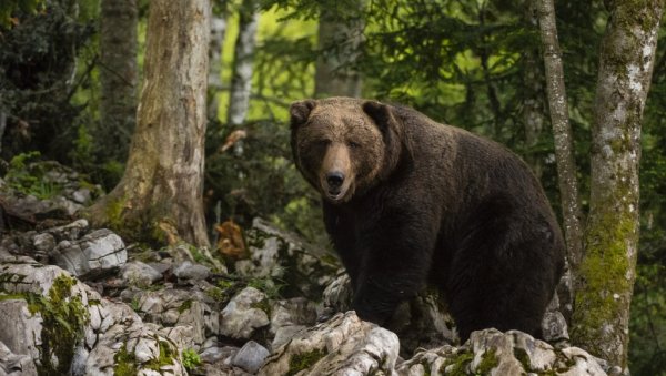 Хорор у шуми: Медвед убио жену док је разговарала са сином