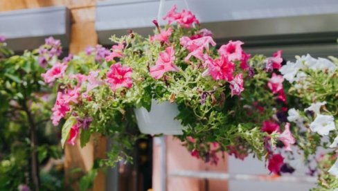 3 vrste neuništivog cveća za terasu: Cveta kao ludo sve do jeseni (FOTO)