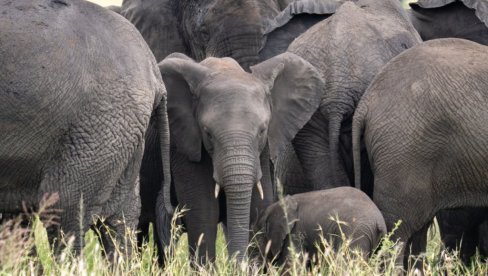 САД милионера убили слонови - хтео да одстрели ретку врсту, па га прегазило крдо највећих сисара