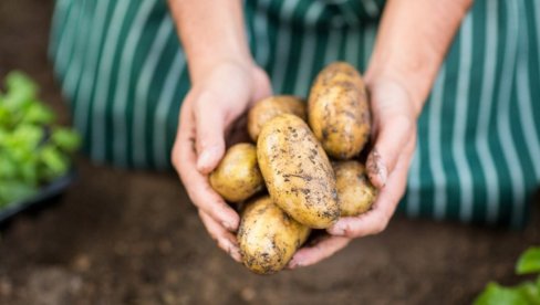 Стручњак открио тајну: Ставите стари кромпир у башту - чудно али веома корисно