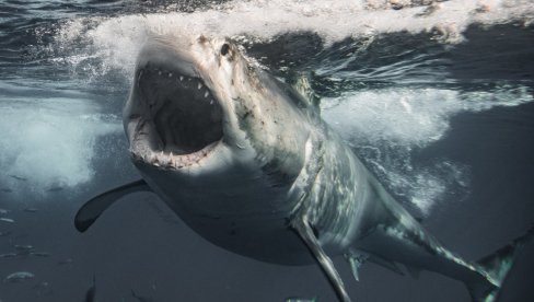Популарна плажа хитно затворена: Дигнута узбуна - Примећена велика активност ајкула, откривено шта их је привукло
