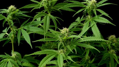 Rešenje za sušu i plodniju zemlju: Evo koje ekološko đubrivo treba da koristite