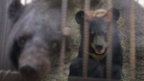 Porodica mislila da je udomila psa, a ispostavilo se da je u pitanju medved: Danas ima 113 kilograma, a evo kako izgleda (video)