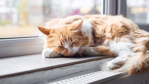 Мислите да је само лињање? Ево када опадање мачје длаке постаје разлог за бригу