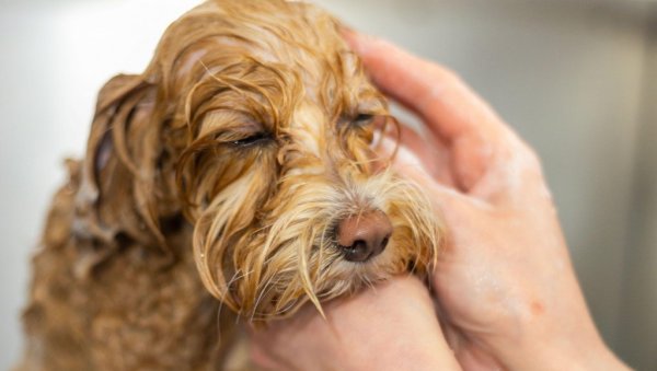 Скоро сви праве једну грешку: Ево шта никако не смете да радите када купате пса