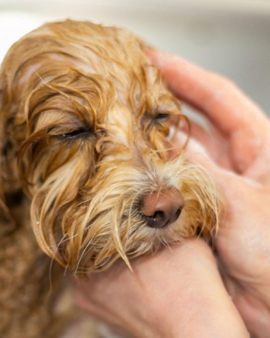 Скоро сви праве једну грешку: Ево шта никако не смете да радите када купате пса