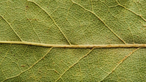 Како ловоров лист може да препороди цвеће: За мало новца све расте и буја, а помаже и код узгоја парадајза