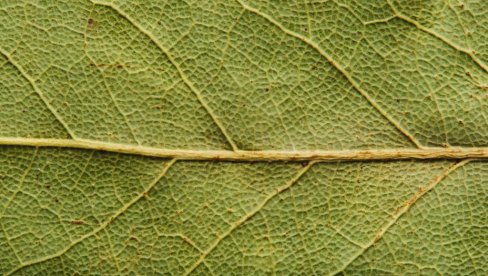 Kako lovorov list može da preporodi cveće: Za malo novca sve raste i buja, a pomaže i kod uzgoja paradajza