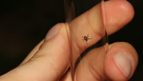 Важан савет лекара: Ово никако немојте да радите када приметите крпеља