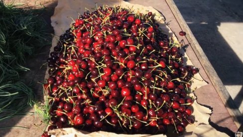 КАО ДА СУ ОД ЗЛАТА: Цена трешања у Хрватској шокирала све