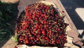 KAO DA SU OD ZLATA: Cena trešanja u Hratskoj šokirala sve
