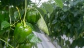 PAPRIKA RAĐA I DO DUPLO VIŠE: Nemački način sadnje postao hit