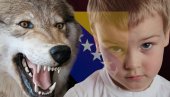 МИСТЕРИЈА ДИВЉЕГ ДЕТЕТА ИЗ БОСНЕ: Одрасло међу вуковима, ловци га нашли у шуму како иде четвороношке и РЕЖИ