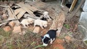 NADA ZA PSE: Grupa Lozničana udružila se u ljubavi prema napuštenim životinjama (FOTO)