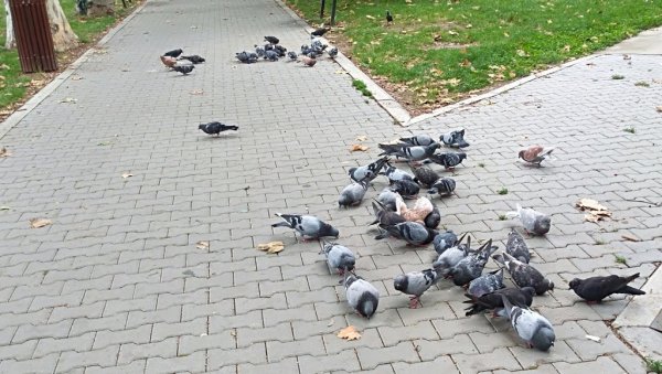 АПЕЛ „КОМУНАЛНИХ СЛУЖБИ“: Не храните голубове у градском парку