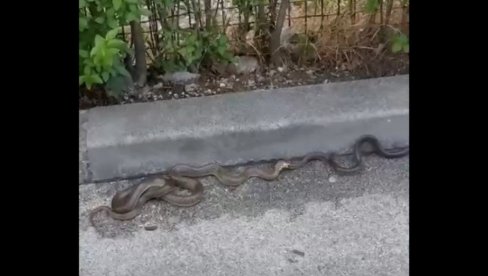 ZMIJE USRED GRADA: Građani Sarajeva u panici, oglasili se stručnjaci (VIDEO)