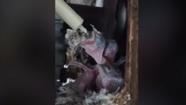 ОРГАНИЗОВАНО ЗБРИЊАВАЊЕ И ХРАЊЕЊЕ МЛАДУНАЦА БЕЛЕ ЧИОПЕ: Огласио се Општински одбор СНС Стари град (ВИДЕО)