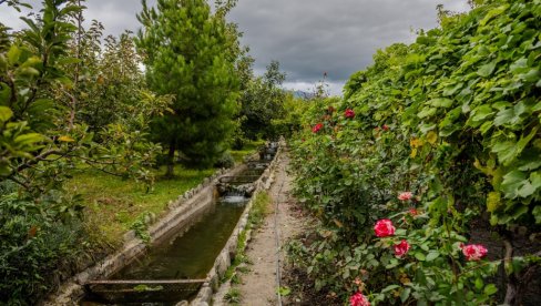NIJE REČ O ESTETICI: Zašto se ruže sade u vinogradima?