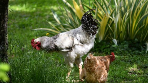 IMATE KOKOŠKE? Niste ni svesni šta sve mogu - Genijalci koji znaju i da broje!