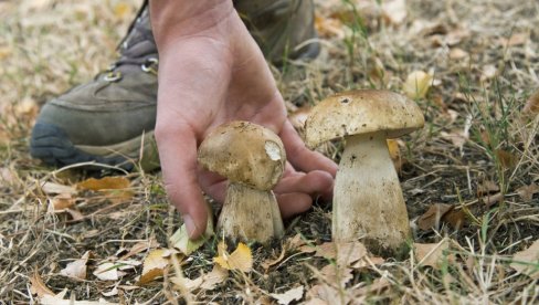 ТИХИ ЛОВ Где у Србији можете наћи јестиве печурке?