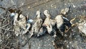 НЕВРЕМЕ УБИЛО РОДЕ КОД ПАРАЋИНА: Срушено гнездо, младунци нису преживели (ФОТО)