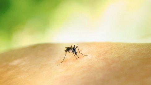 BATUT IZDAO VAŽNO SAOPŠTENJE: Srbiji prete denga i čikungunja