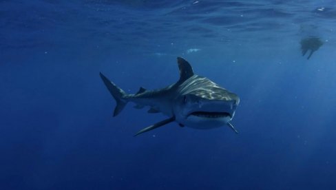 ТРАГЕДИЈА: Морска неман од скоро 5 метара убила младића