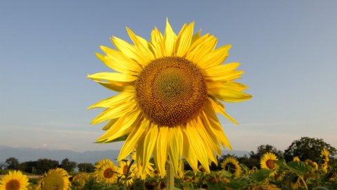 ŠTA SEJATI? Ovo su kulture za dobru zaradu